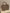 THE TOTE BAG